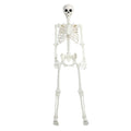 5.4Ft/165cm Life Size Skeleton with Movable Joints J695