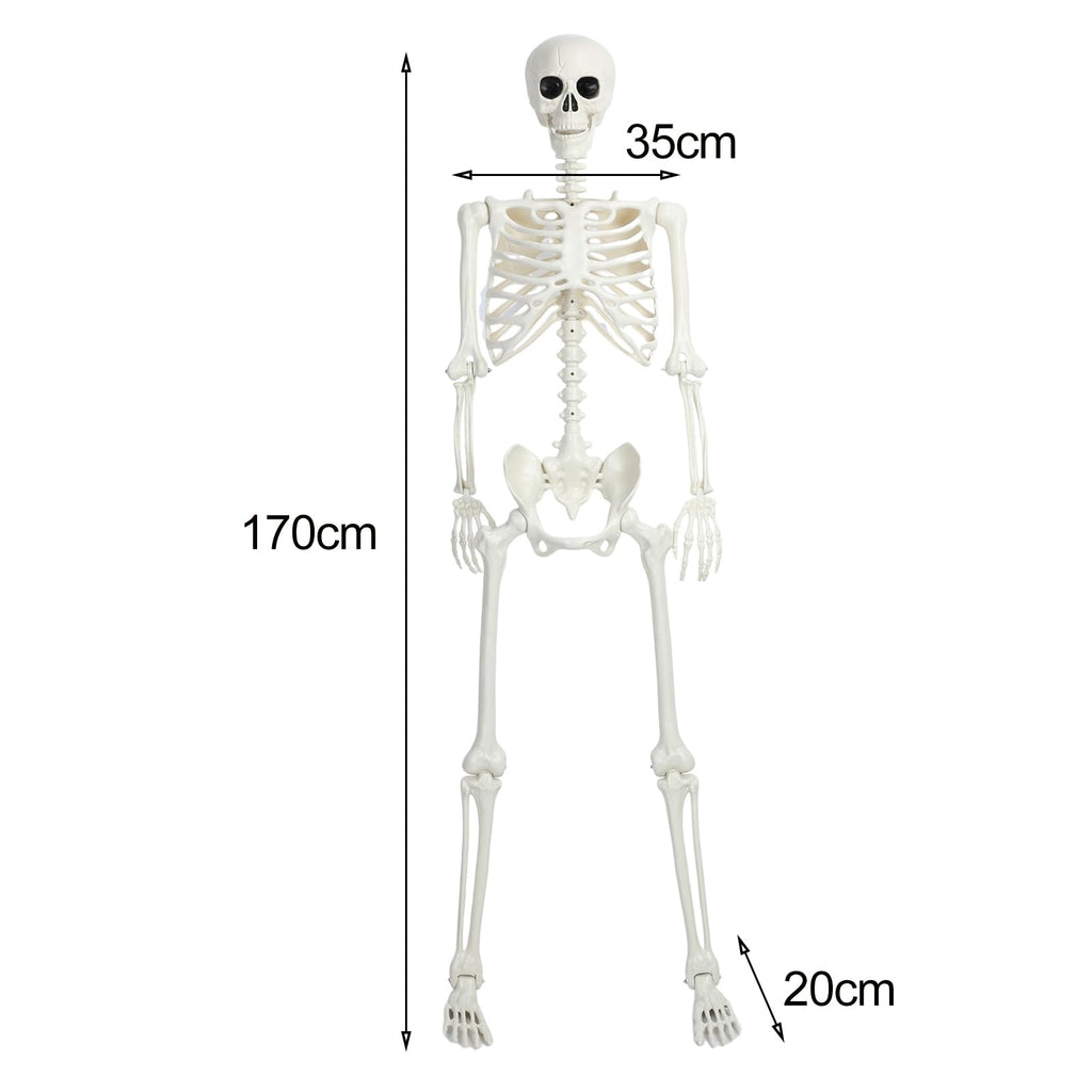 5.4Ft/165cm Life Size Skeleton with Movable Joints J695