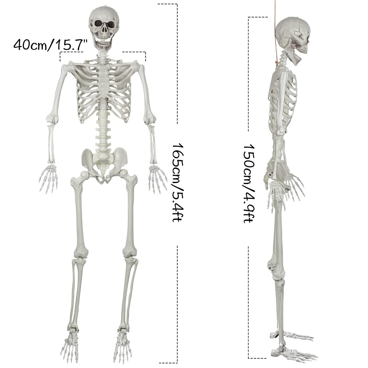5.4ft Posable Life Size Skeleton with Movable Joints U62316
