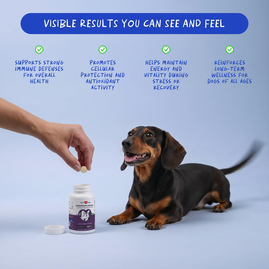 Turkey Tail Mushroom Supplement for Dogs, 120 ct D588326
