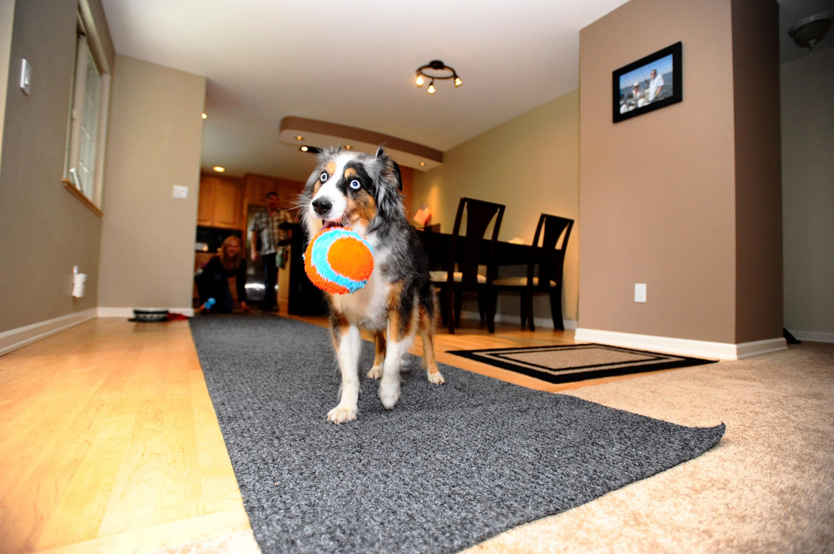 Indoor Fetch Ball Dog Toy, 4.75in, Orange and Blue B216469