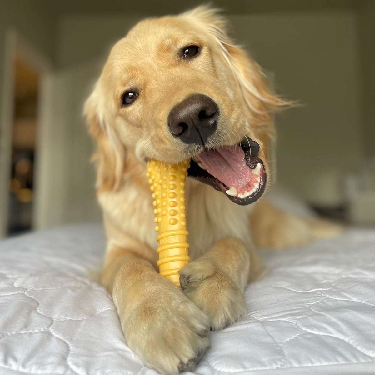Dog Chew Toys, 3 Count, Large G3600