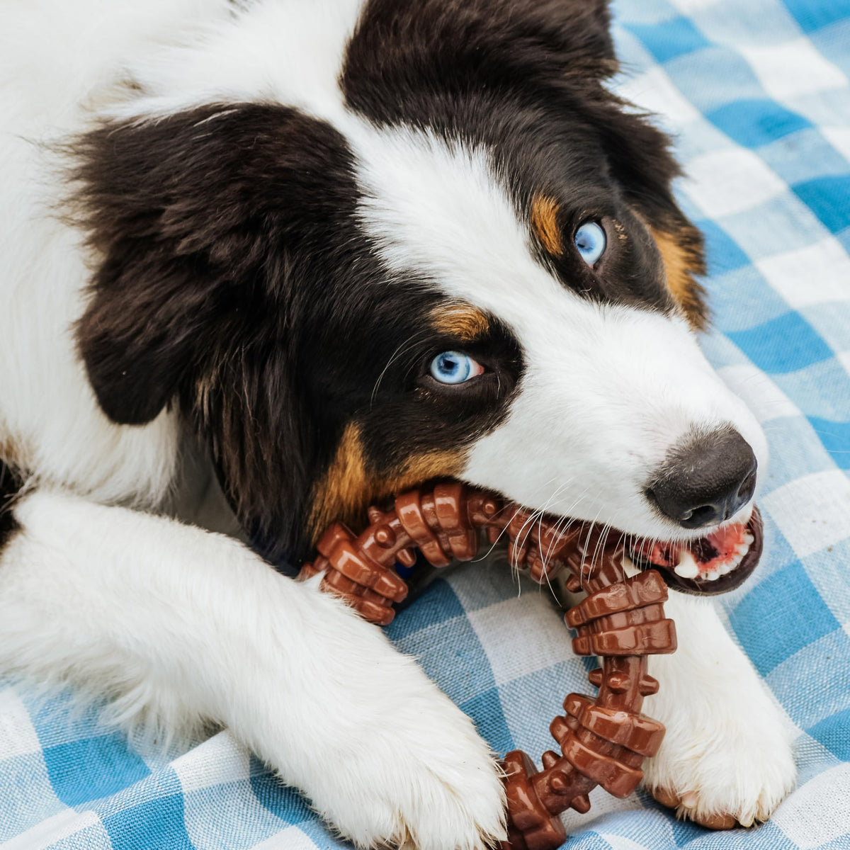 Dog Chew Toys, 3 Count, Large G3600