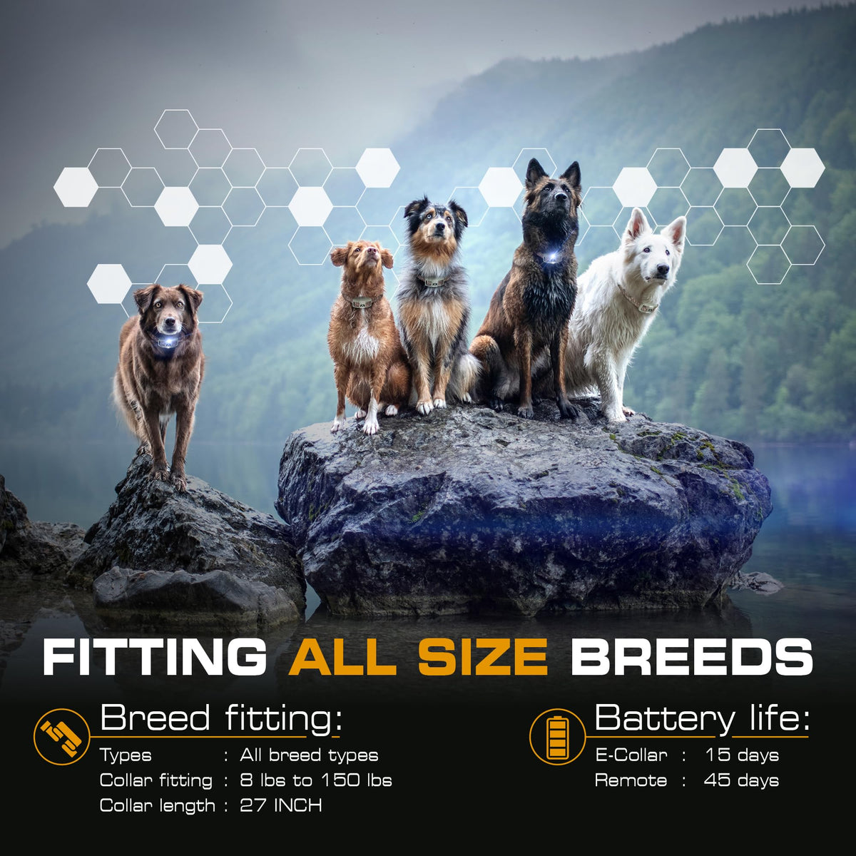Dog Training Collar with Remote T32145